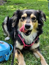 Lost Female Dog last seen Simshaw, Hubbard , Los Angeles, CA 91342
