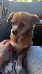 Reunited Female Dog last seen Near E Caribbean Dr, Sunnyvale, CA 94089, USA, Sunnyvale, CA 94089