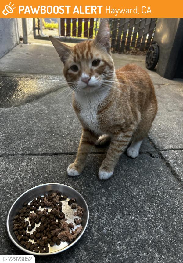 Found/Stray Male Cat last seen Ethel Avenue and Eldridge , Hayward, CA 94544