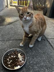 Found/Stray Male Cat last seen Ethel Avenue and Eldridge , Hayward, CA 94544