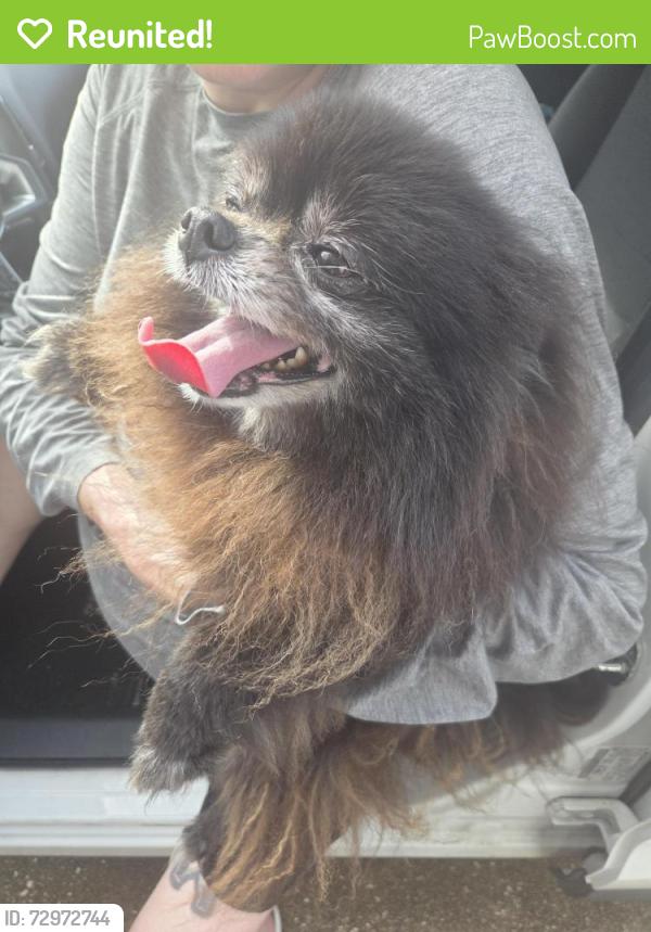 Reunited Female Dog last seen Stacy Dr & Ginger Ln. , Pearland, TX 77581