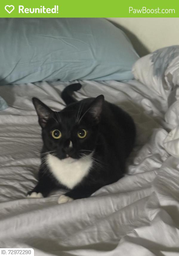 Reunited Male Cat last seen Near S Sullivan St, Santa Ana, CA 92704, USA, Santa Ana, CA 92704
