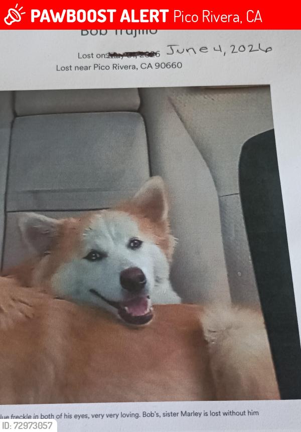 Lost Male Dog last seen Walnut/ Durfee Avenue , Pico Rivera, CA 90660