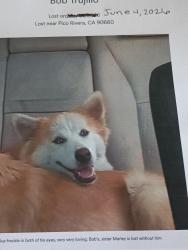 Lost Male Dog last seen Walnut/ Durfee Avenue , Pico Rivera, CA 90660