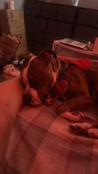 Reunited Male Dog last seen ma n pa’s grocery, Long Beach, CA 90804