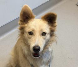 Shelter Stray Female Dog last seen Severin Drive, La Mesa, CA, 91942, El Cajon, CA 92020
