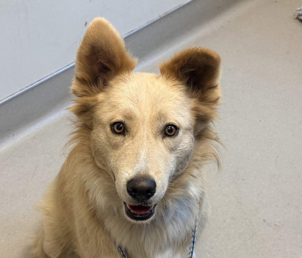 Shelter Stray Female Dog last seen Severin Drive, La Mesa, CA, 91942, El Cajon, CA 92020