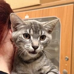 Shelter Stray Female Cat last seen Near Oakridge Road, San Diego, CA, 92120, El Cajon, CA 92020