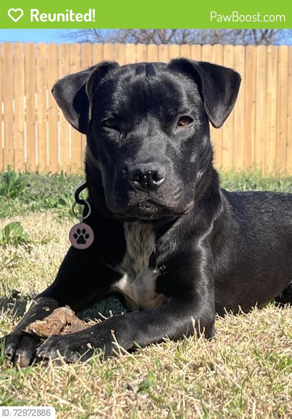 Reunited Female Dog last seen Oakwood Ln, Abilene, TX 79605, USA, Abilene, TX 79605