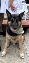 Reunited Male Dog last seen Beach and Whittier Blv, La Habra, CA 90631