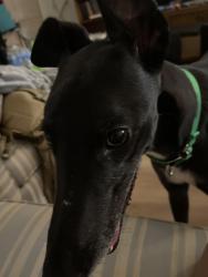 Reunited Male Dog last seen Rockwell and Dobson, Chandler, AZ 85224