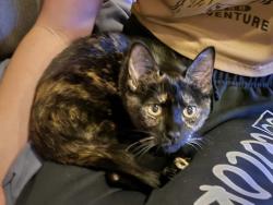 Reunited Female Cat last seen Near Wild Berry Ln, Saratoga, CA 95070, USA, Saratoga, CA 95070
