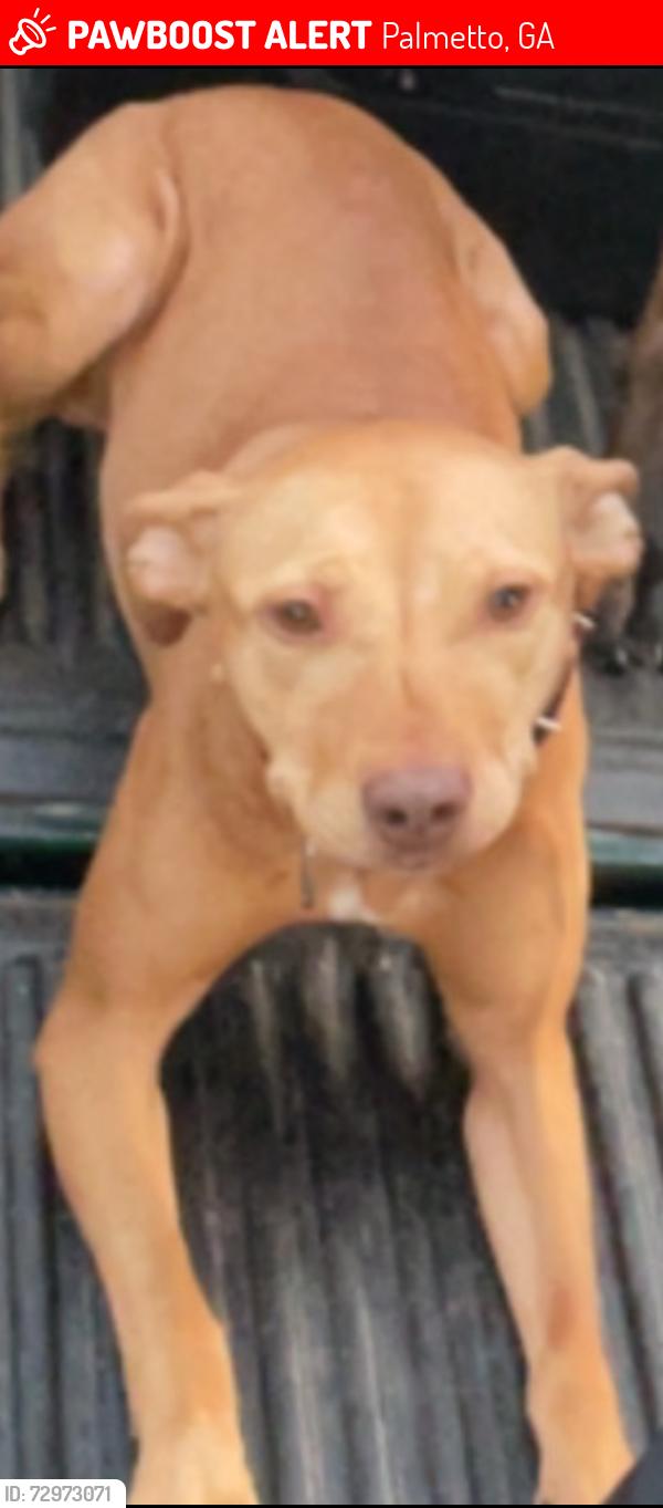 Found/Stray Female Dog last seen Hutcheson Ferry Park Palmetto, GA , Palmetto, GA 30268
