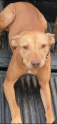 Found/Stray Female Dog last seen Hutcheson Ferry Park Palmetto, GA , Palmetto, GA 30268