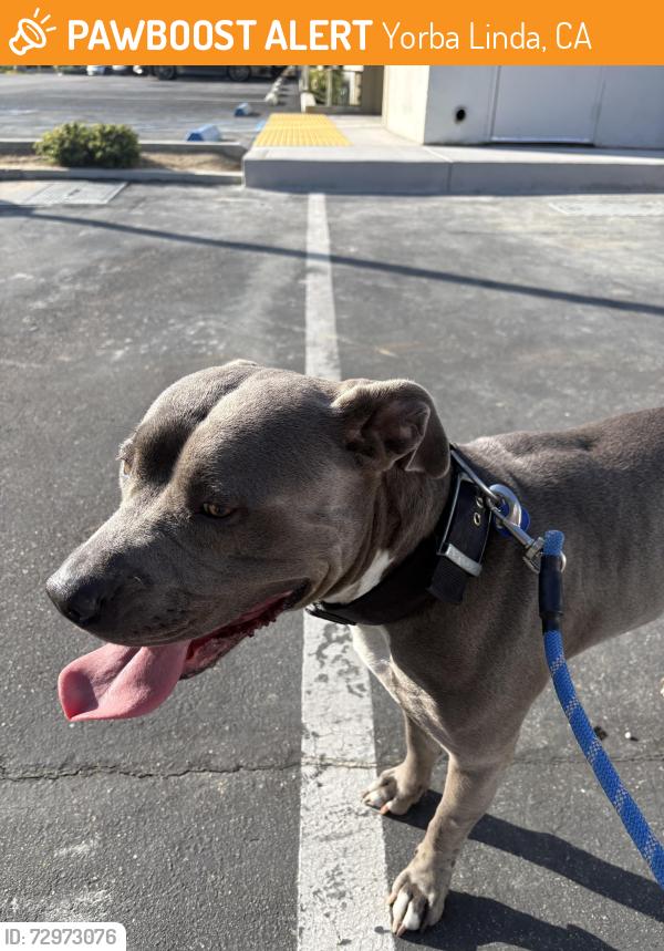 Found/Stray Female Dog last seen Esperanza, smart and final parking lot, Yorba Linda, CA 92887