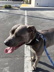 Found/Stray Female Dog last seen Esperanza, smart and final parking lot, Yorba Linda, CA 92887