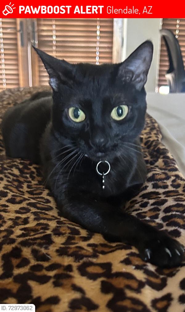 Lost Female Cat last seen 63rd ave and Cactus , Glendale, AZ 85304