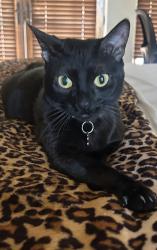 Lost Female Cat last seen 63rd ave and Cactus , Glendale, AZ 85304
