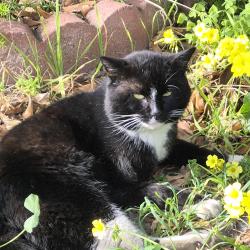 Lost Male Cat last seen Flickinger Park, San Jose, CA 95131