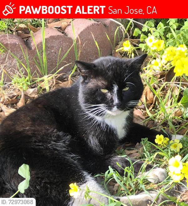 Lost Male Cat last seen Flickinger Park, San Jose, CA 95131