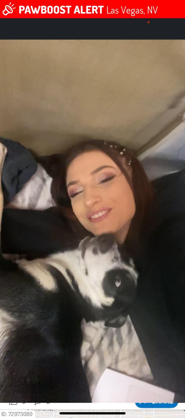 Lost Female Dog last seen Stewart and nellis , Las Vegas, NV 89110