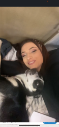 Lost Female Dog last seen Stewart and nellis , Las Vegas, NV 89110