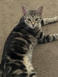 Lost Female Cat last seen Breckenridge Village apmts , Sacramento, CA 95823