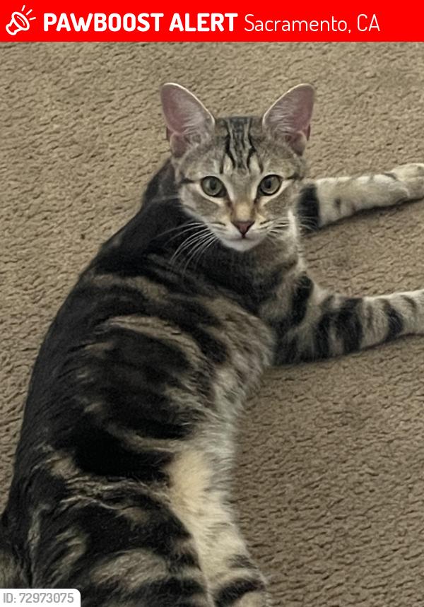 Lost Female Cat last seen Breckenridge Village apmts , Sacramento, CA 95823