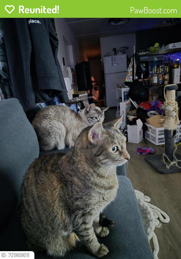 Reunited Female Cat last seen Near ne Willamette ave, Albany, OR 97321
