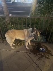 Reunited Male Dog last seen East Leland and Railroad , Pittsburg, CA 94565