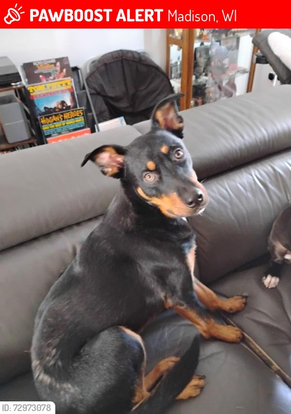 Lost Male Dog last seen Near Jade Lane Madison WI , Madison, WI 53714
