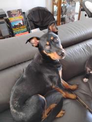 Lost Male Dog last seen Near Jade Lane Madison WI , Madison, WI 53714