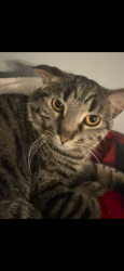 Lost Male Cat last seen adrien terris area by cliffs and proctor high school, Utica, NY 13501