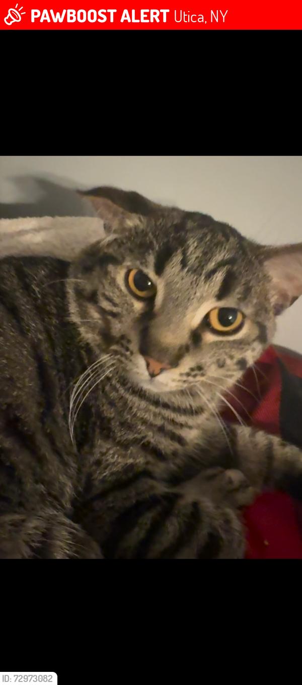 Lost Male Cat last seen adrien terris area by cliffs and proctor high school, Utica, NY 13501