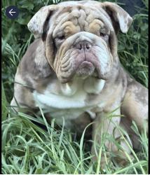 Reunited Male Dog last seen 140th, Marysville, WA 98271