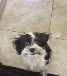 Lost Male Dog last seen Andrew P. Hill High School, San Jose, CA 95111