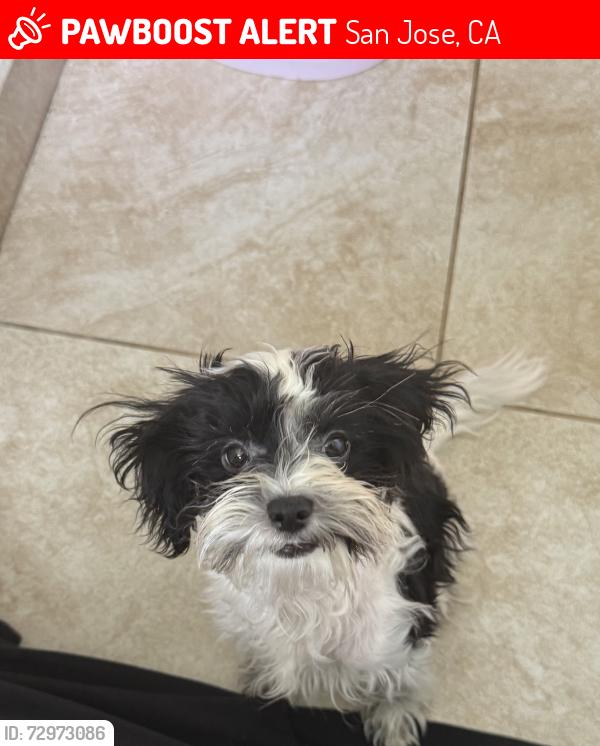 Lost Male Dog last seen Andrew P. Hill High School, San Jose, CA 95111