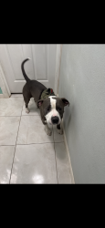 Lost Male Dog last seen Schunior and Jackson, Edinburg, TX 78541