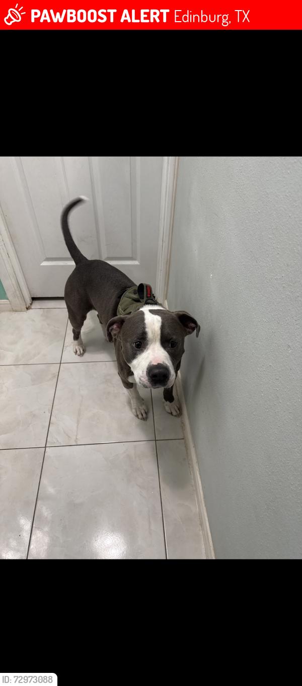 Lost Male Dog last seen Schunior and Jackson, Edinburg, TX 78541