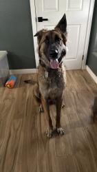 Lost Male Dog last seen Barrett road, Colorado Springs, CO 80926