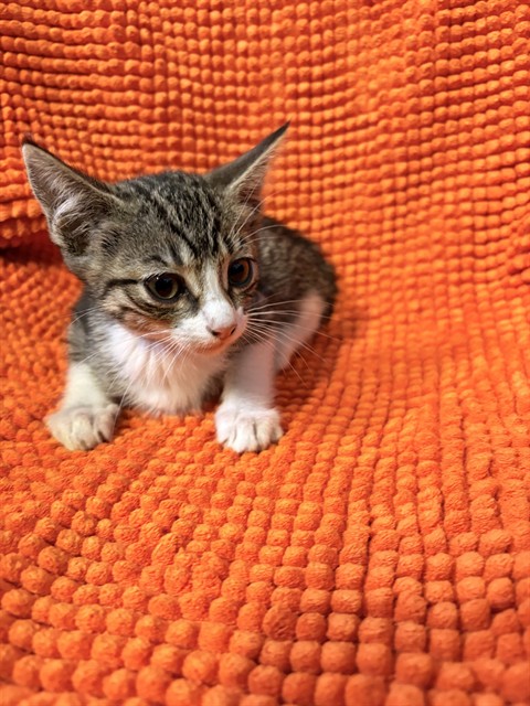 Shelter Stray Female Cat last seen , Irwindale, CA 91706