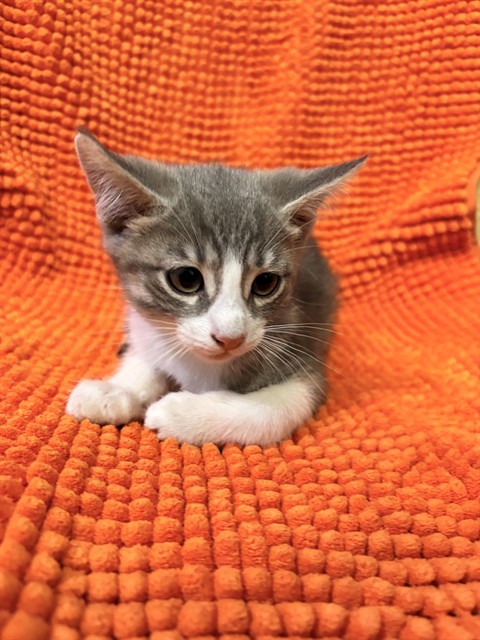 Shelter Stray Male Cat last seen , Irwindale, CA 91706