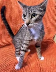 Shelter Stray Female Cat last seen , Irwindale, CA 91706