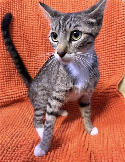 Shelter Stray Female Cat last seen , Irwindale, CA 91706