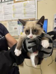 Shelter Stray Unknown Cat last seen TRAILSIDE WAY, Fremont, CA 94538