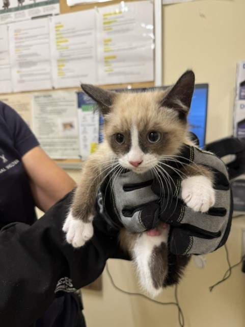 Shelter Stray Unknown Cat last seen TRAILSIDE WAY, Fremont, CA 94538