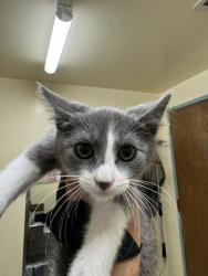 Shelter Stray Male Cat last seen TRAILSIDE WAY, Fremont, CA 94538