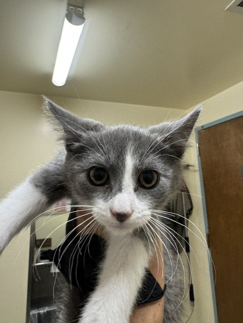 Shelter Stray Male Cat last seen TRAILSIDE WAY, Fremont, CA 94538