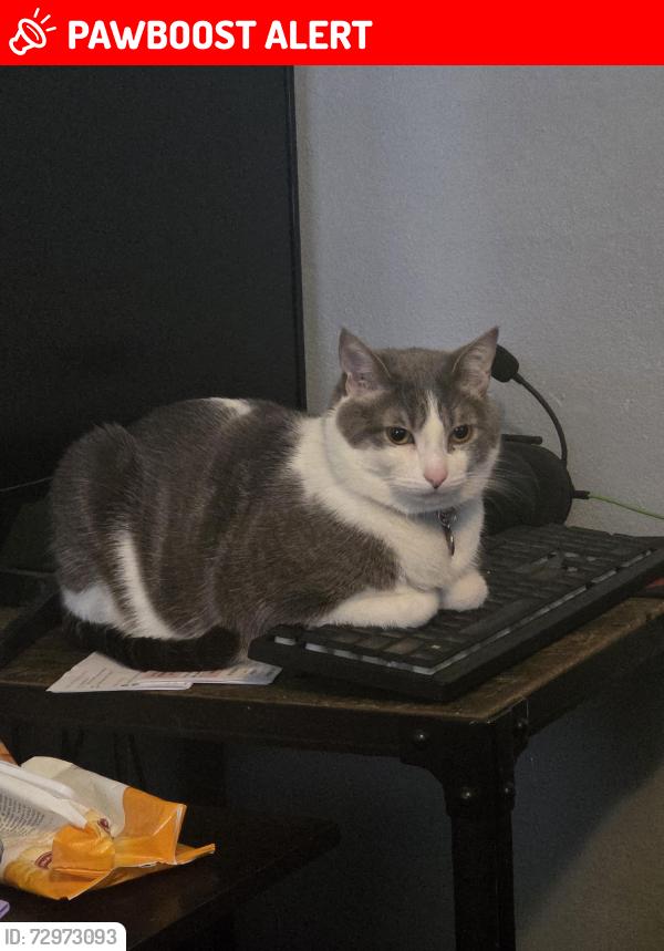 Lost Female Cat last seen Quick shop market off woodson, Breckenridge Hills, MO 63114