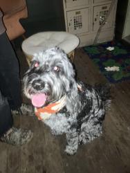 Reunited Unknown Dog last seen ROSA PARKS AND GRAND, Portland, OR 97211